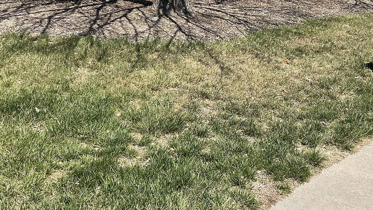 Sarah Browning: Green things up with overseeding